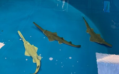 SeaWorld Orlando celebra importante marco de conservação com nascimento de filhotes de peixes-serra