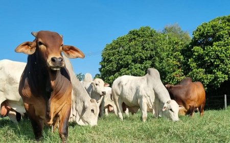 PECUÁRIA: genética bovina atende exigências da indústria de produção de carne