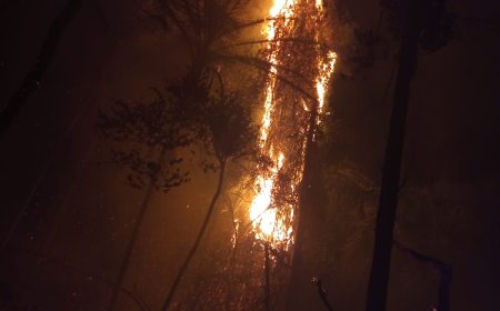 Bahia sofre com incêndios em matas nativas e pede socorro aos governos regionais e federal