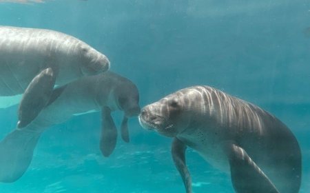 Fundo de Conservação do SeaWorld faz doação milionária para ajudar a salvar peixes-boi no mundo 