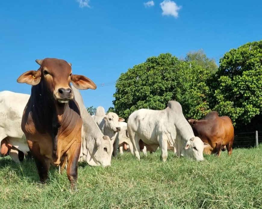 PECUÁRIA: genética bovina atende exigências da indústria de produção de carne
