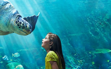 SeaWorld Parks Entertainment, Inc. altera o nome da empresa para United Parks & Resorts Inc.