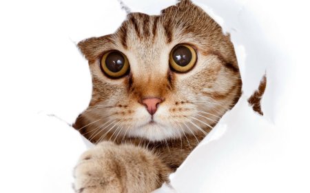 Dia Mundial do Gato fortalece o compromisso com o seu bem-estar