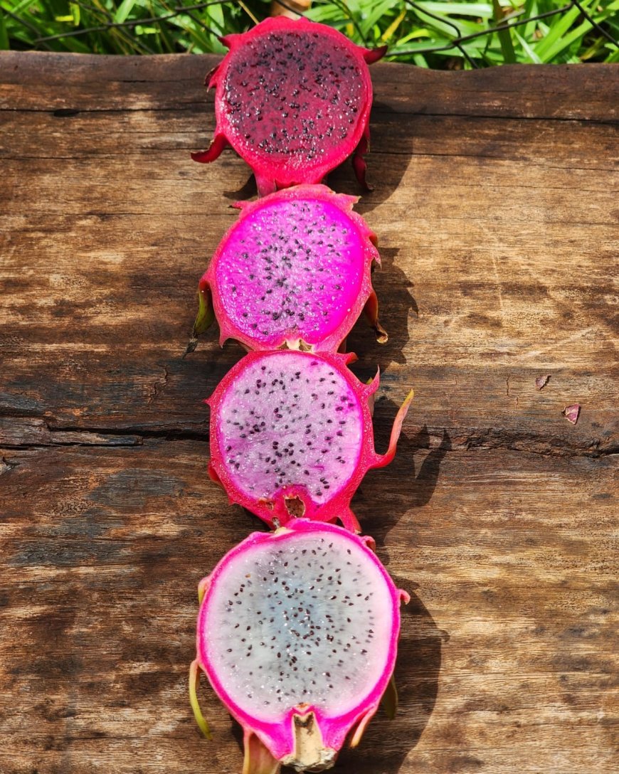Com apoio da Embrapii e Sebrae, produtor rural cria geleia de pitaya para aumentar faturamento do negócio