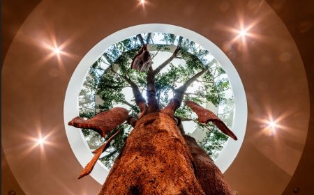 Reciclando rolhas, preservando o planeta: o compromisso do WOW com a sustentabilidade