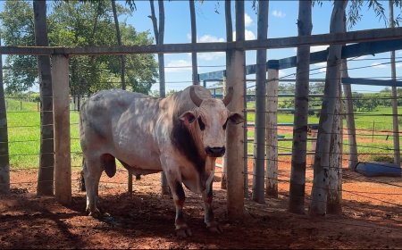 Em transação histórica, Companhia Tércio Miranda adquire 20 novos touros de elite