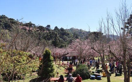 Começa hoje a Festa da Cerejeira de Campos do Jordão, com gastronomia e muitas atrações