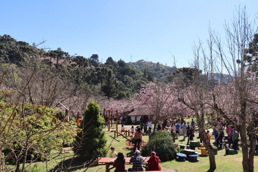 Começa hoje a Festa da Cerejeira de Campos do Jordão, com gastronomia e muitas atrações