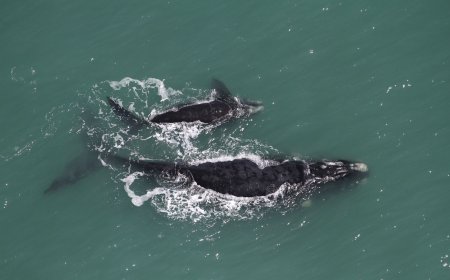  De Norte a Sul: 60 experiências turísticas do Brasil são destaque no Salão do Turismo