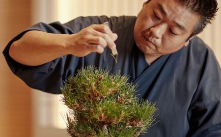 Sakuras Primavera é atração do Festival Gastronômico Costao