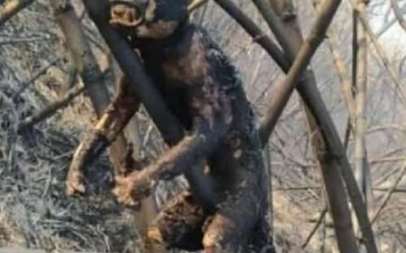 Como plantar uma árvore em tempos de seca