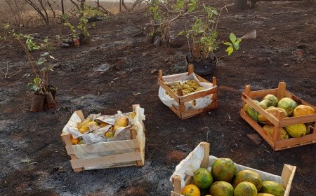 21 de setembro, vamos plantar árvores