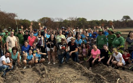 Plantio de árvores foi sucesso em Sertãozinho