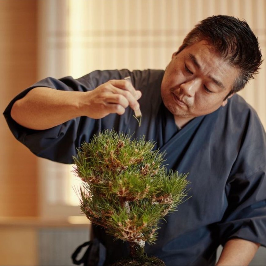 Sakuras Primavera é atração do Festival Gastronômico Costao