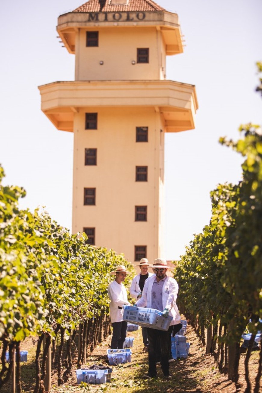 WINEMAKER MIOLO  Abertas inscrições para 8ª turma de Vinho Tinto