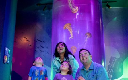 SeaWorld San Diego (CA) anuncia data de inauguração de sua nova atração