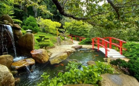 Práticas integrativas, como yoga, tai chi chuan, meditação e trilhas, marcam o Dia da Mulher (8) no Parque da Cerejeira de Campos do Jordão  