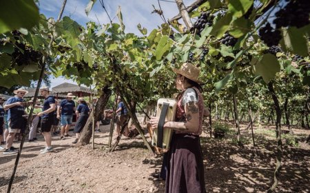 Com roteiros temáticos, Vale dos Vinhedos é alternativa diferenciada para curtir a folia