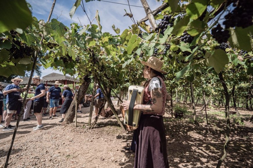 Com roteiros temáticos, Vale dos Vinhedos é alternativa diferenciada para curtir a folia