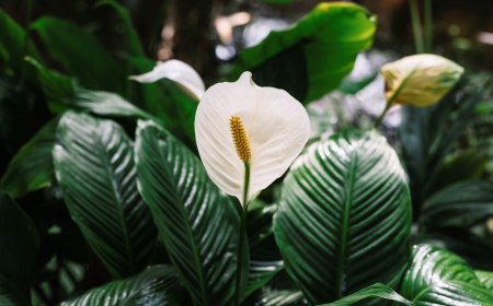 Saiba quais são as flores mais adequadas para cultivo em ambientes internos