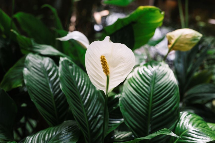 Saiba quais são as flores mais adequadas para cultivo em ambientes internos