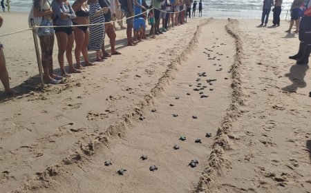 Beach Park registra o nascimento de 101 filhotes de tartaruga-oliva 