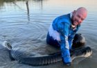Pescador esportivo fisga pirarucu de 1,80 m no Lago de Palmas e atrai interesse sobre o turismo de pesca