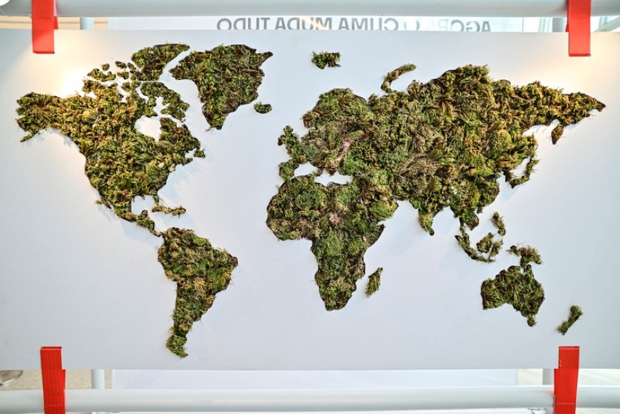 Projeto Coral Vivo e Estúdio Bijari transformam ciência em experiência sensorial na COP30