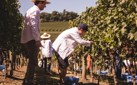 Winemaker Miolo abre inscrições para a 8ª turma de Vinho Tinto