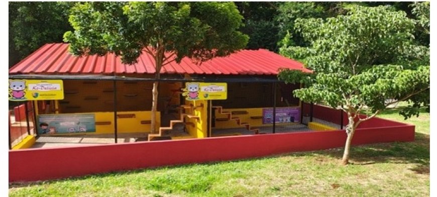 Gatos ganham espaço numa parceria entre público e privado em Sertãozinho