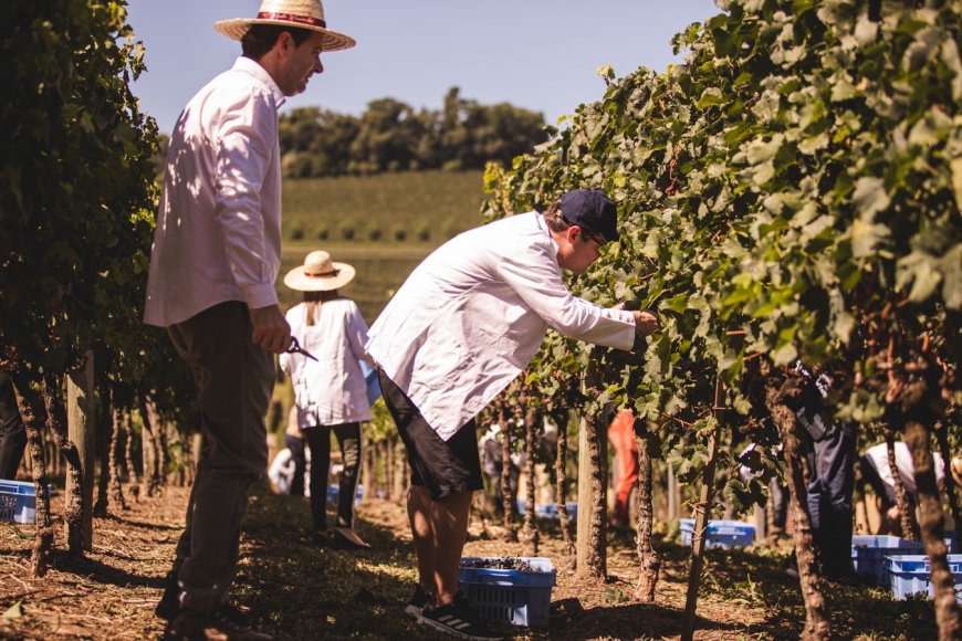 Winemaker Miolo abre inscrições para a 8ª turma de Vinho Tinto